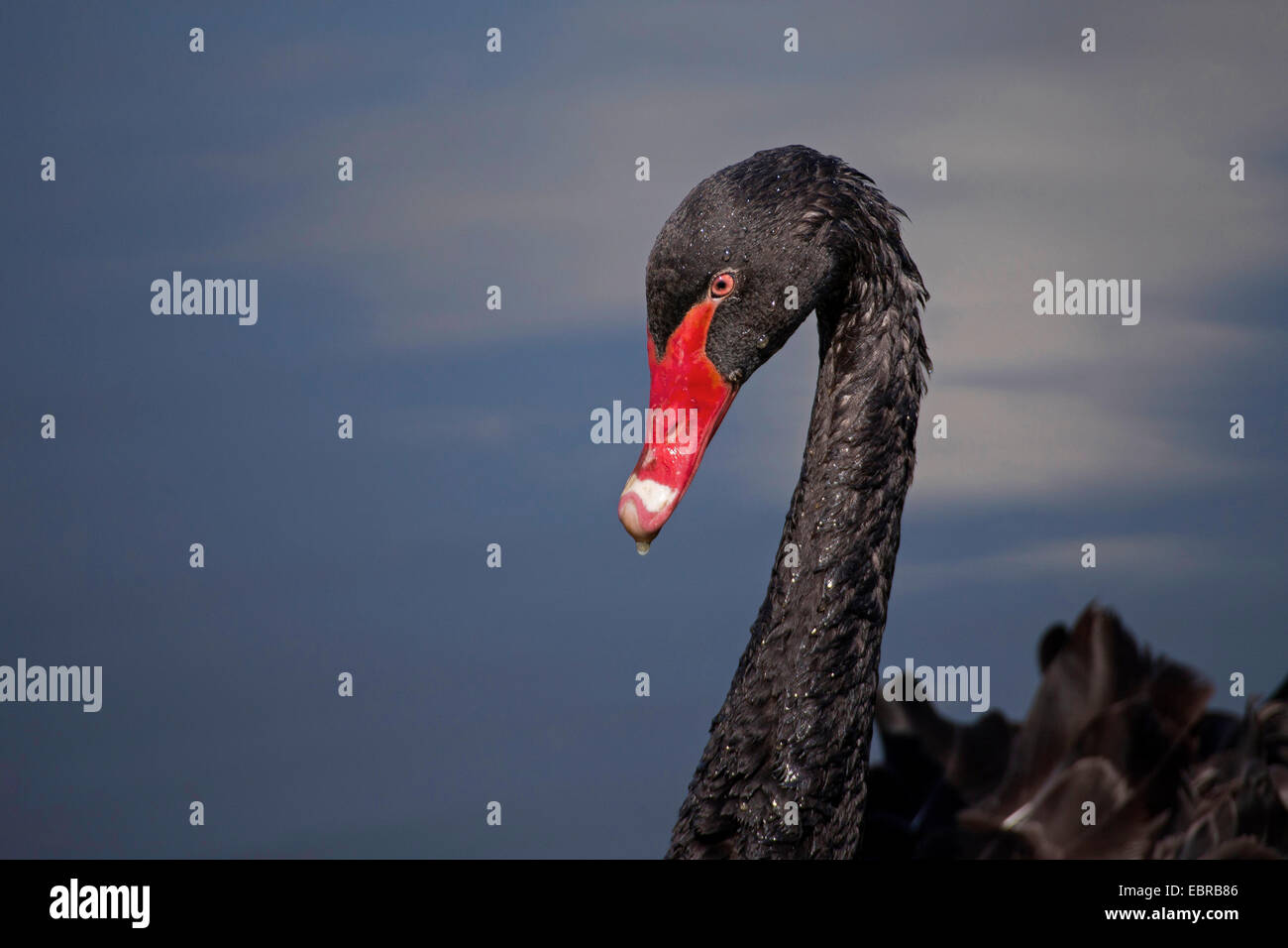 black swan (Cygnus atratus), portrait in the evening Stock Photo
