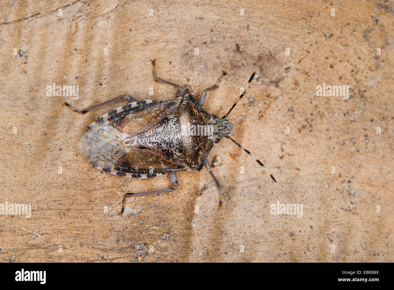 Stink bug, Shield bug (Rhaphigaster nebulosa), sitting on wood, Germany Stock Photo