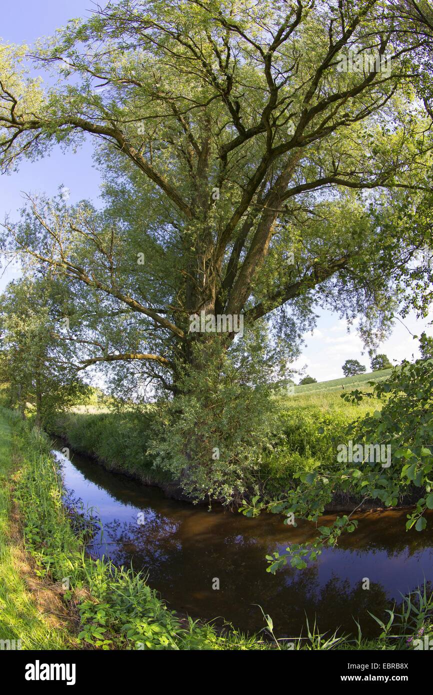 willow, osier (Salix spec.), course of the stream Bille with old willow at the shore, Germany, Schleswig-Holstein Stock Photo