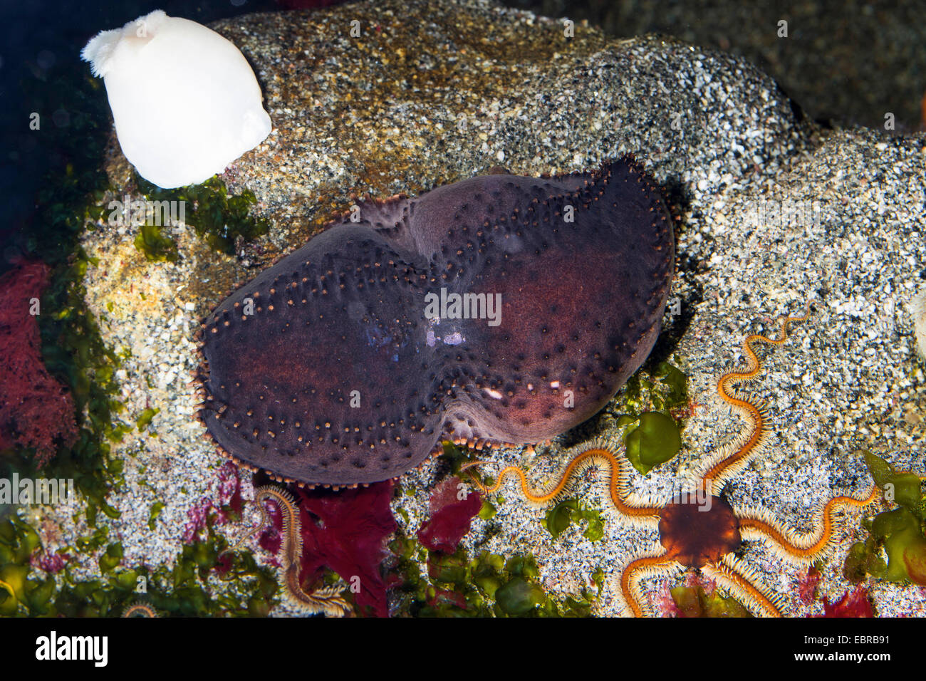 orange-footed sea cucumber, pudding (Cucumaria frondosa), with starfish and rose anemone on a stone Stock Photo