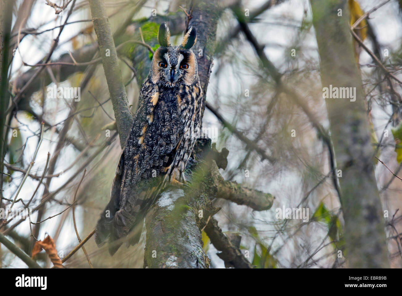 long-eared owl (Asio otus), secures with erected feather ears, Germany, Bavaria Stock Photo