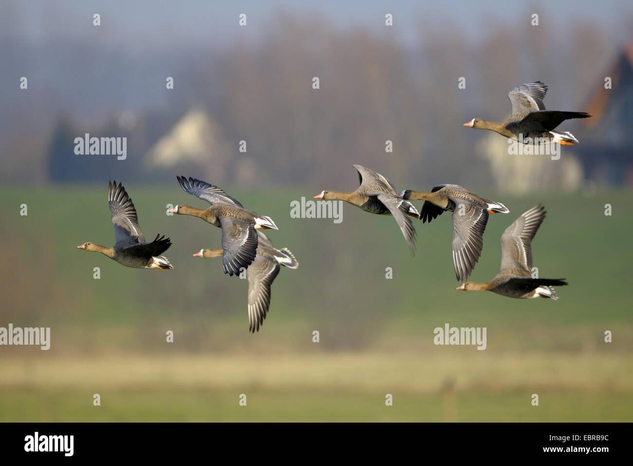 white-fronted goose (Anser albifrons), tropp wild geese landing, Germany, North Rhine-Westphalia, Lower Rhine Stock Photo