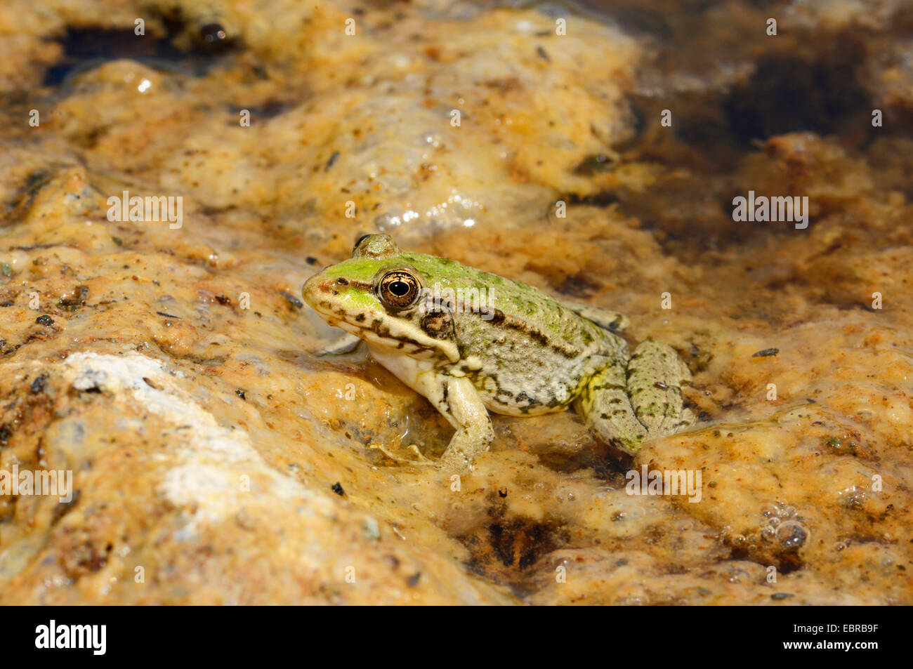 marsh frog, lake frog (Rana ridibunda, Pelophylax ridibundus), sits on the shore, Turkey, Dalyan Stock Photo