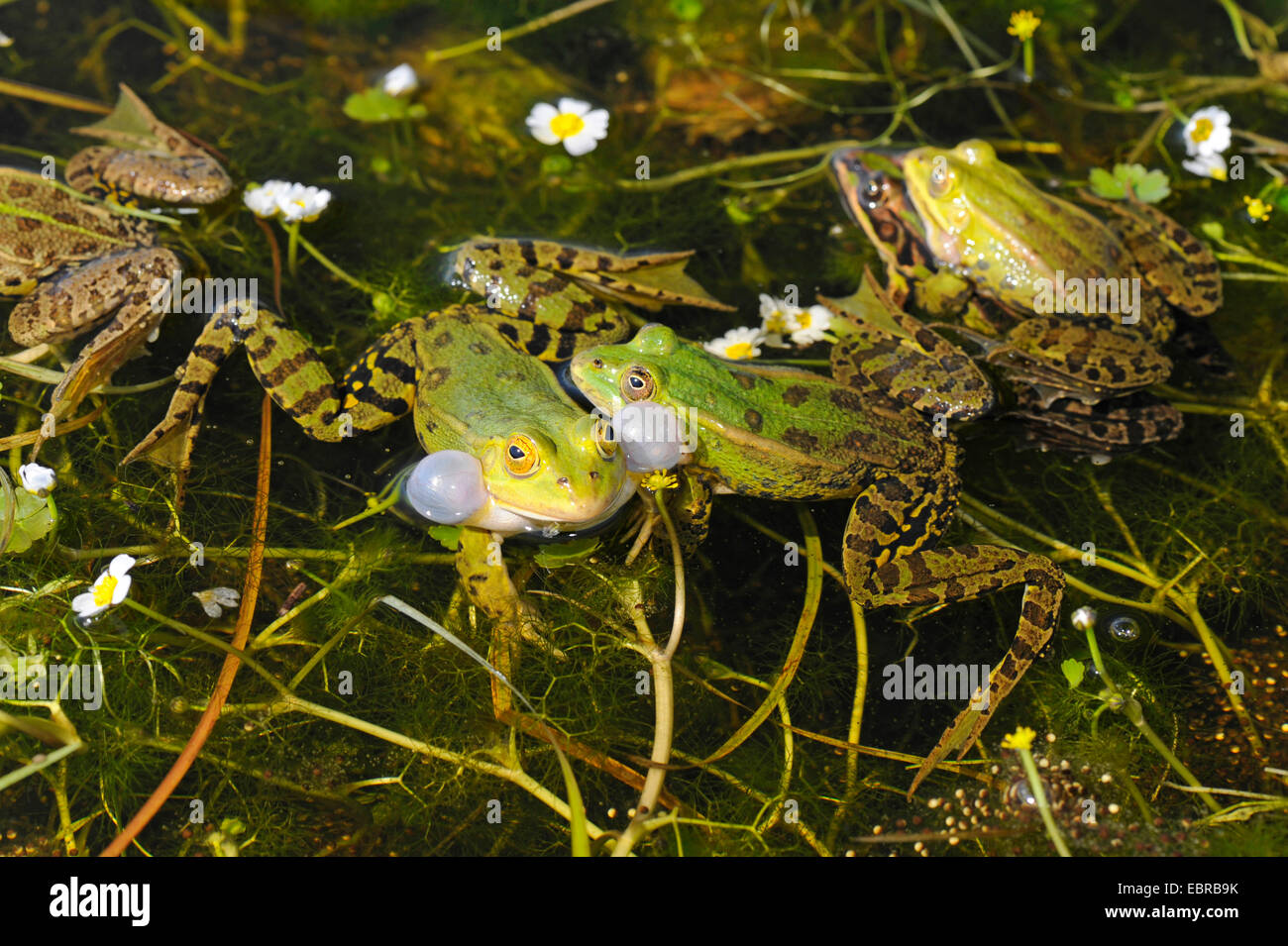 Pool frog, Little waterfrog (Rana lessonae, Pelophylax lessonae, Rana bergeri, Pelophylax bergeri, Pelophylax lessonae bergeri), mating pool frogs, France, Corsica Stock Photo