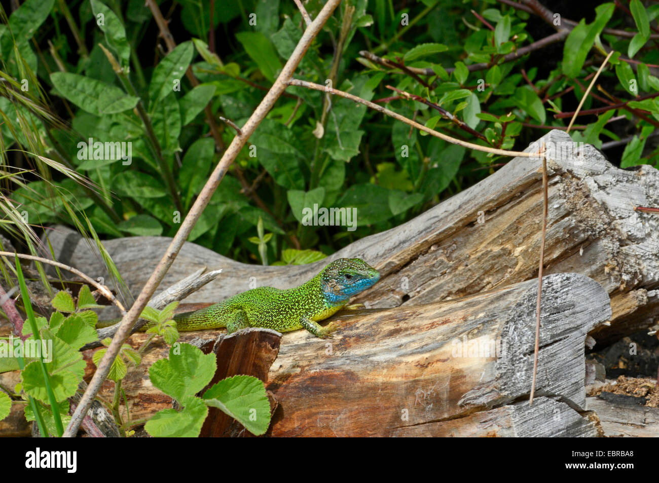 Eastern Green Lizard, European green lizard, Emerald lizard (Lacerta viridis, Lacerta viridis viridis), sunbathing on deadwood, Bulgaria Stock Photo