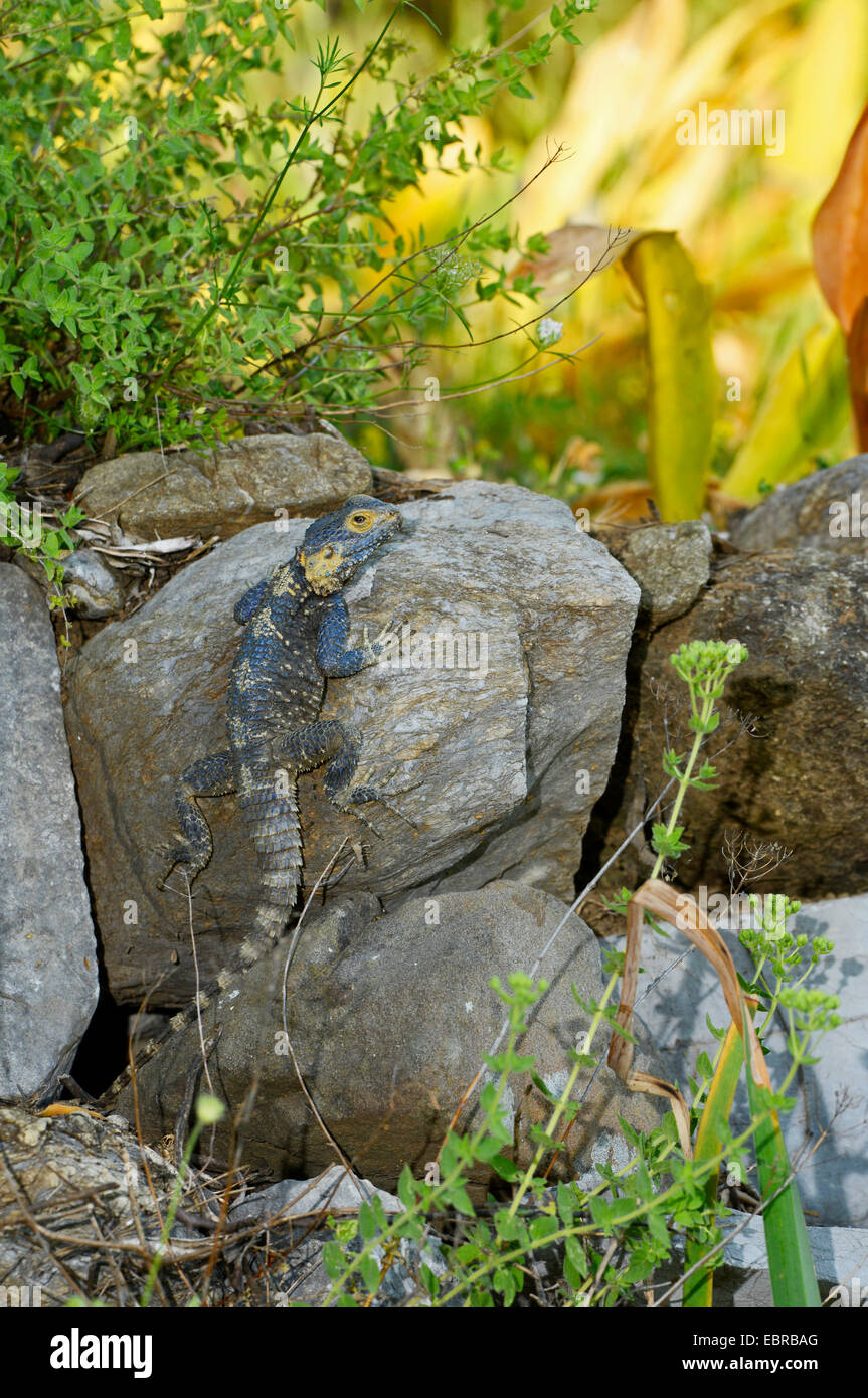 Roughtail rock agama, Hardun (Agama stellio, Stellio stellio, Laudakia stellio), coming out of its hide in half shade, Turkey, Dalyan Stock Photo