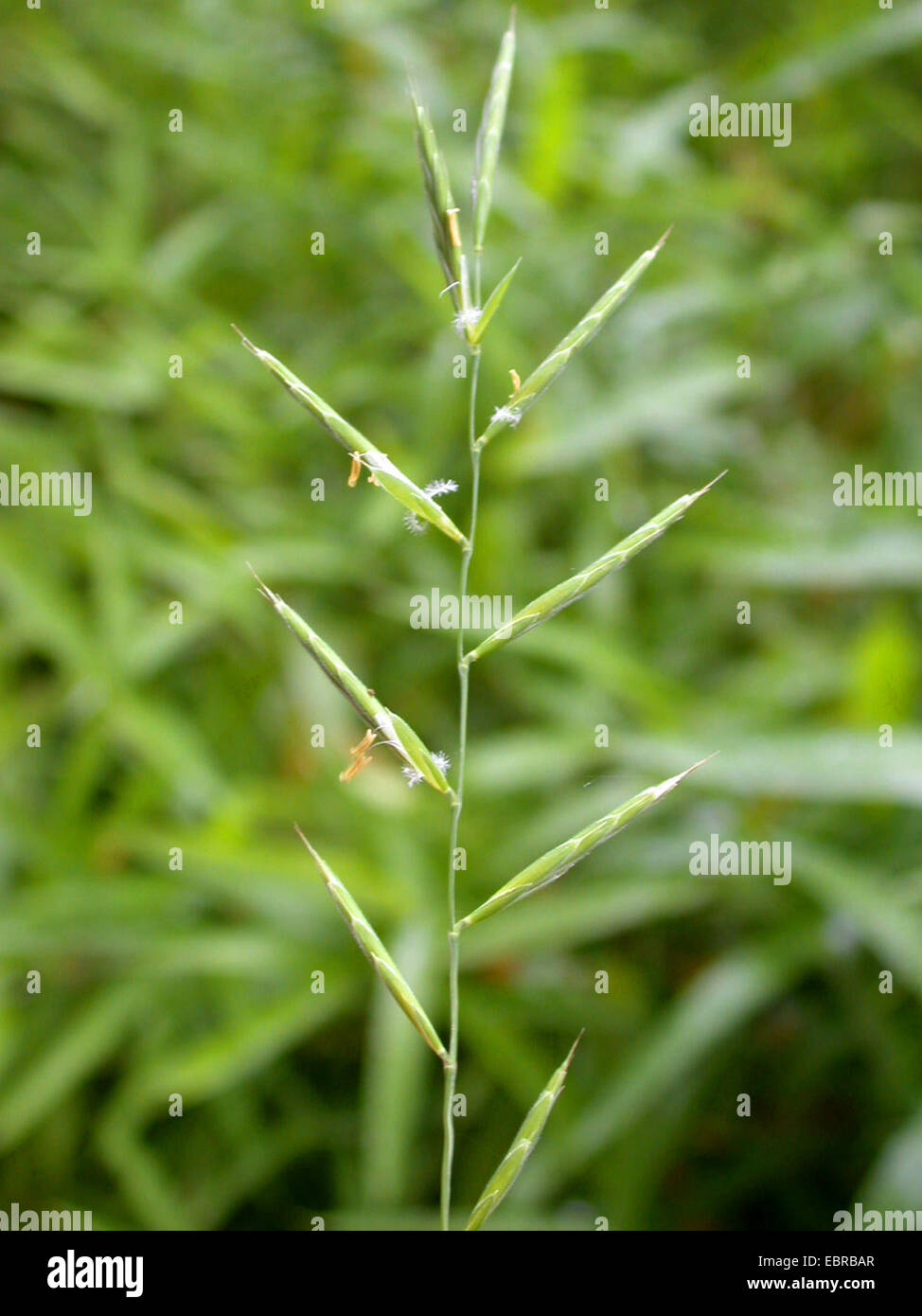 tor-grass (Brachypodium pinnatum), spike, Germany Stock Photo