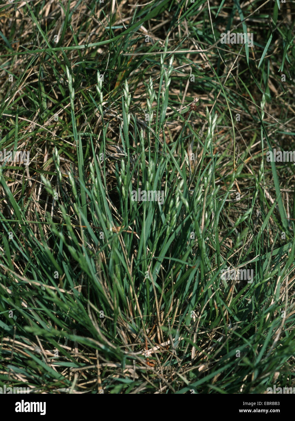 heath-grass (Danthonia decumbens), blooming, Germany Stock Photo