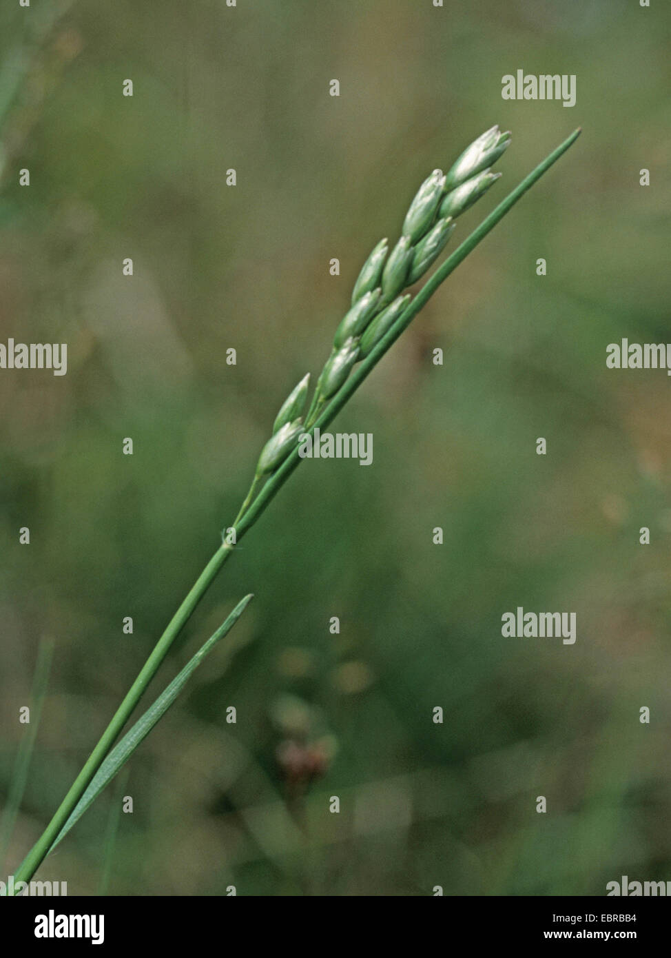 heath-grass (Danthonia decumbens), inflorescence, Germany Stock Photo