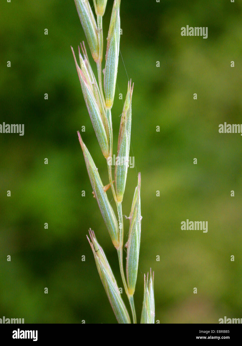 Couch grass, twitch, quick grass, quitch grass, quitch, dog grass, quackgrass, scutch grass, witchgrass (Agropyron repens, Elymus repens), inflorescence, Germany, North Rhine-Westphalia Stock Photo
