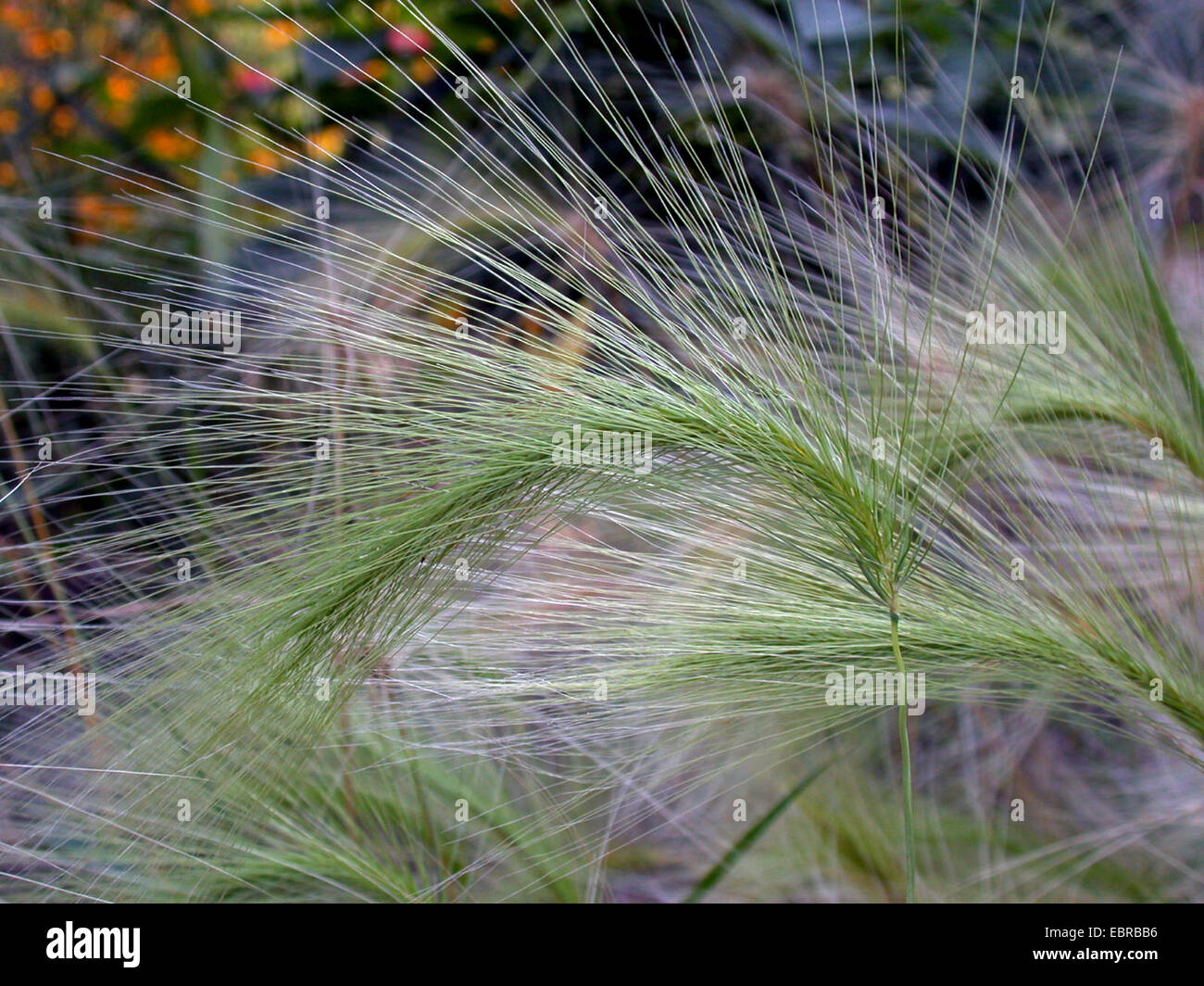 wild barley, foxtail barley, squirrel-tail grass (Hordeum jubatum), blooming, Germany Stock Photo