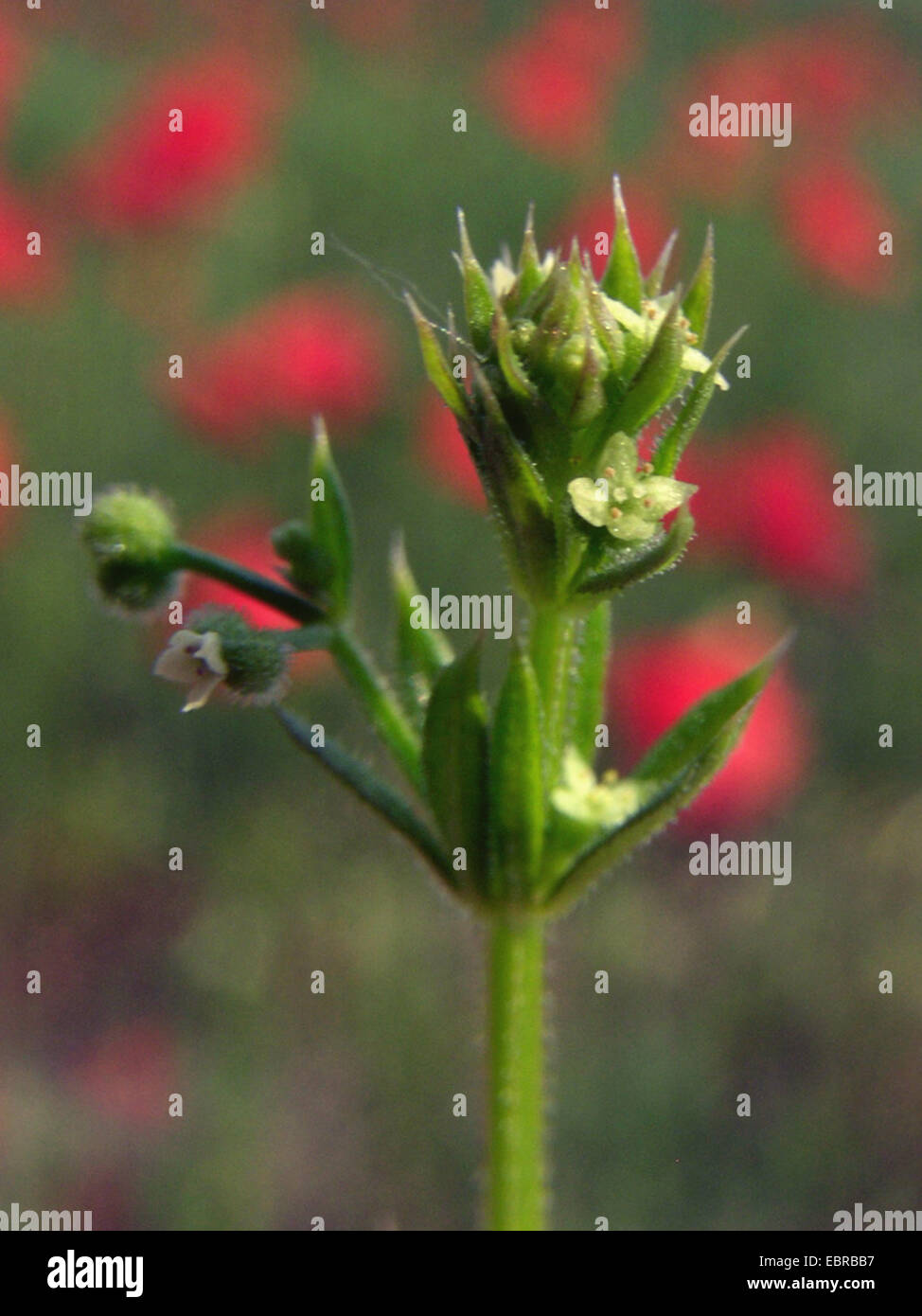 False cleavers, Marin county bedstraw (Galium spurium), blooming, Poland Stock Photo