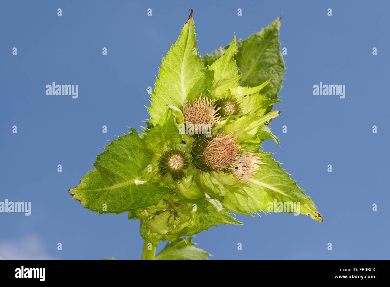 cabbage thistle (Cirsium oleraceum), blooming, Germany Stock Photo