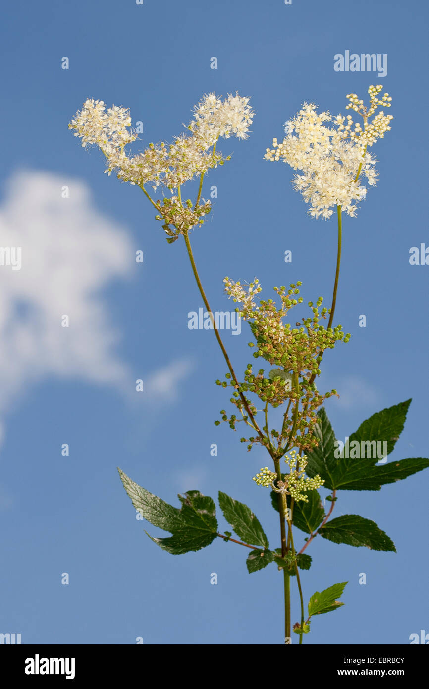 Meadowsweet Queen of the meadow Filipendula Ulmaria Blooming meadowsweet-queen-of-the-meadow-filipendula-ulmaria-blooming
