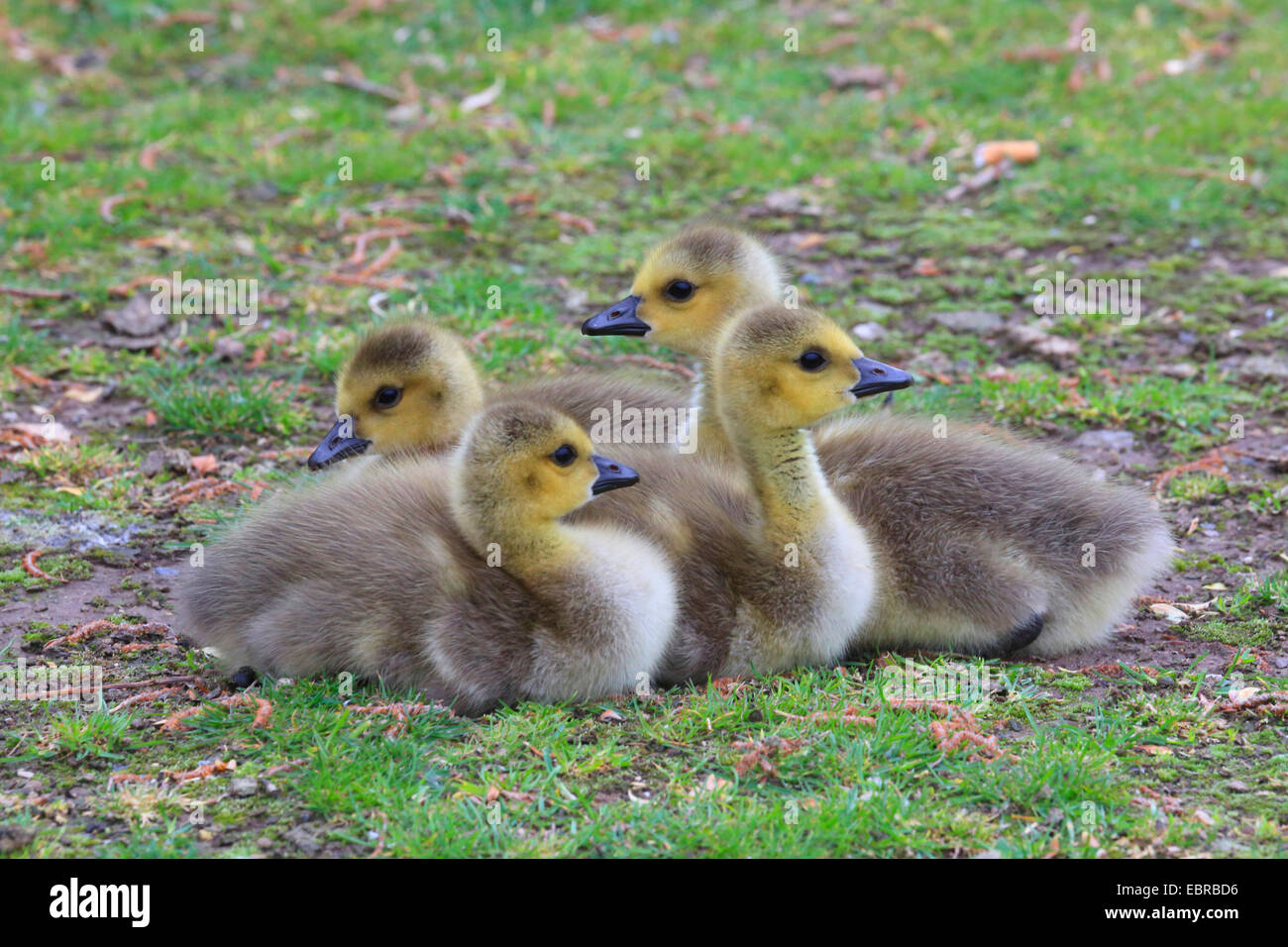 4 baby chicks hi-res stock photography and images - Alamy
