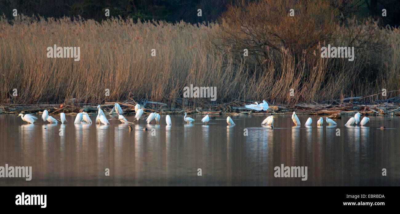 great egret, Great White Egret (Egretta alba, Casmerodius albus, Ardea alba), troop at the sleeping place in shallow water, Germany, Bavaria, Lake Chiemsee Stock Photo