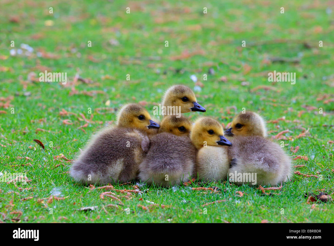 Canada goose (Branta canadensis), five chicks cuddling together, Germany Stock Photo