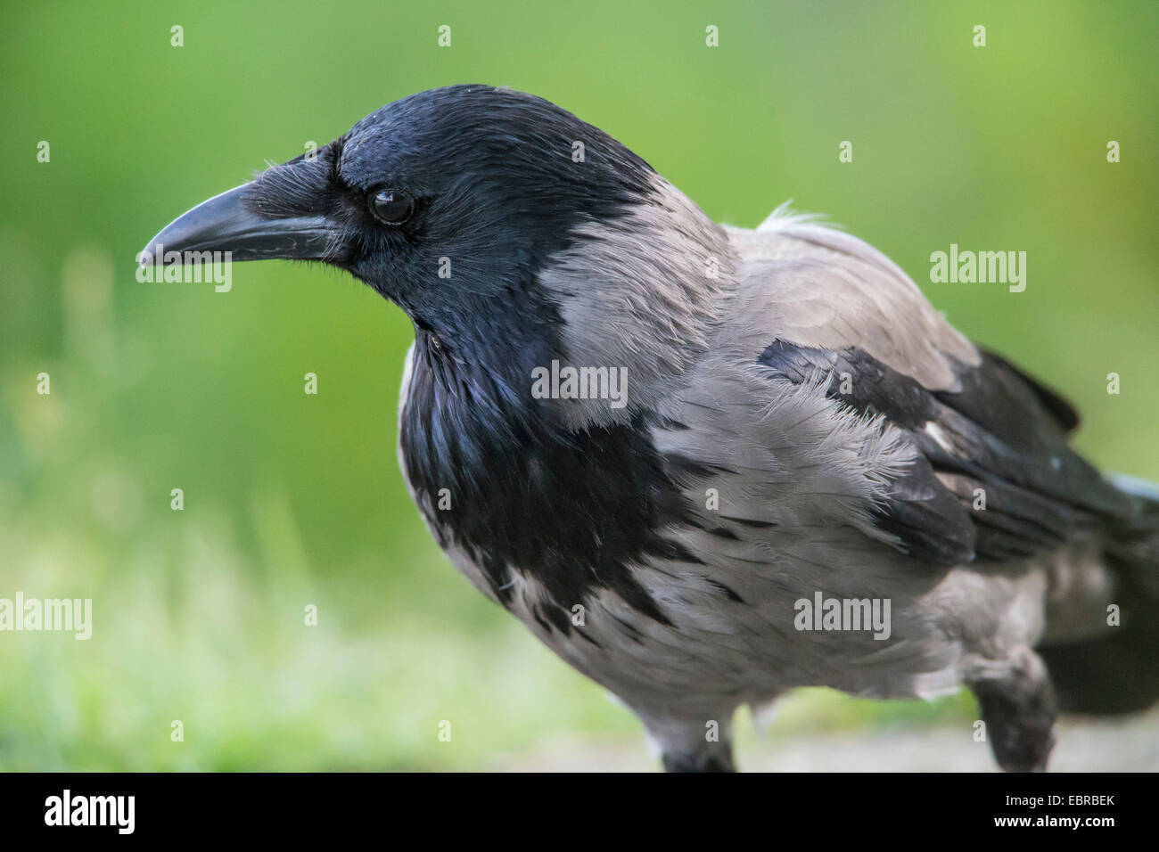 Hooded crow (Corvus corone cornix, Corvus cornix), looking at one side ...