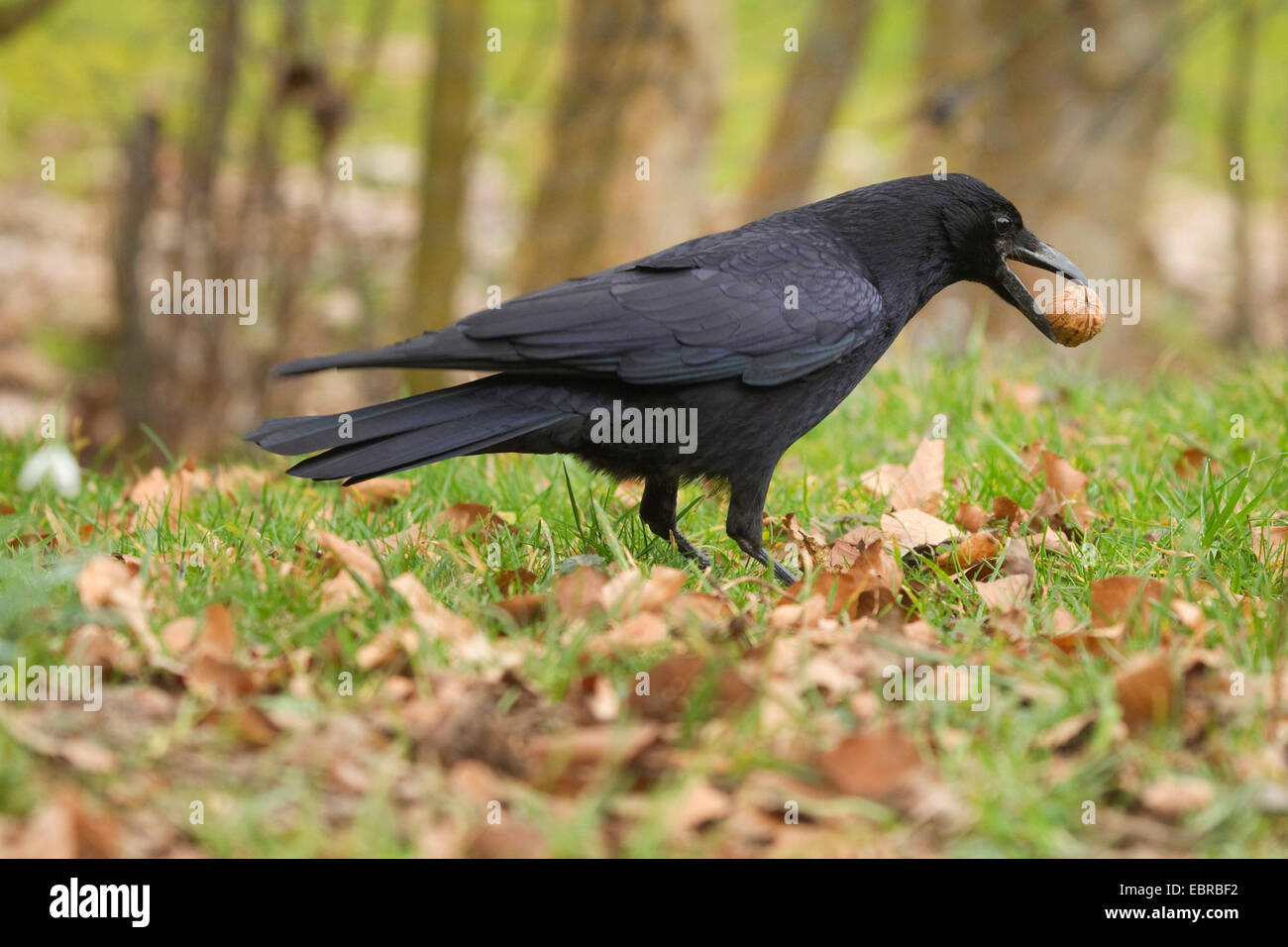 Carrion crow (Corvus corone, Corvus corone corone), in spring in a meadow with a walnut in the bill, Germany, North Rhine-Westphalia Stock Photo