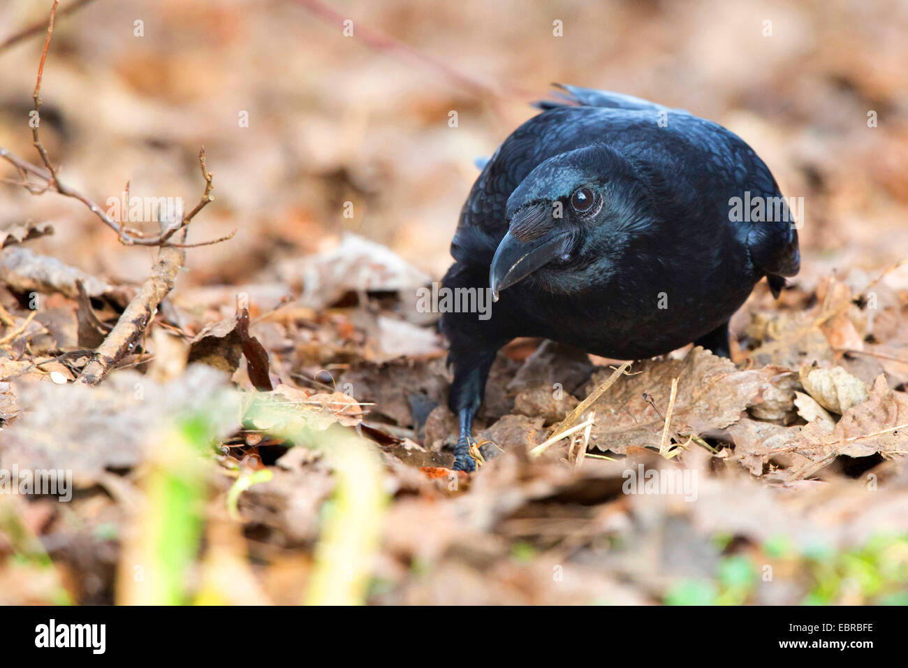 Carrion crow (Corvus corone, Corvus corone corone), foraging in fallen leaves, Germany, Bavaria, Isental Stock Photo