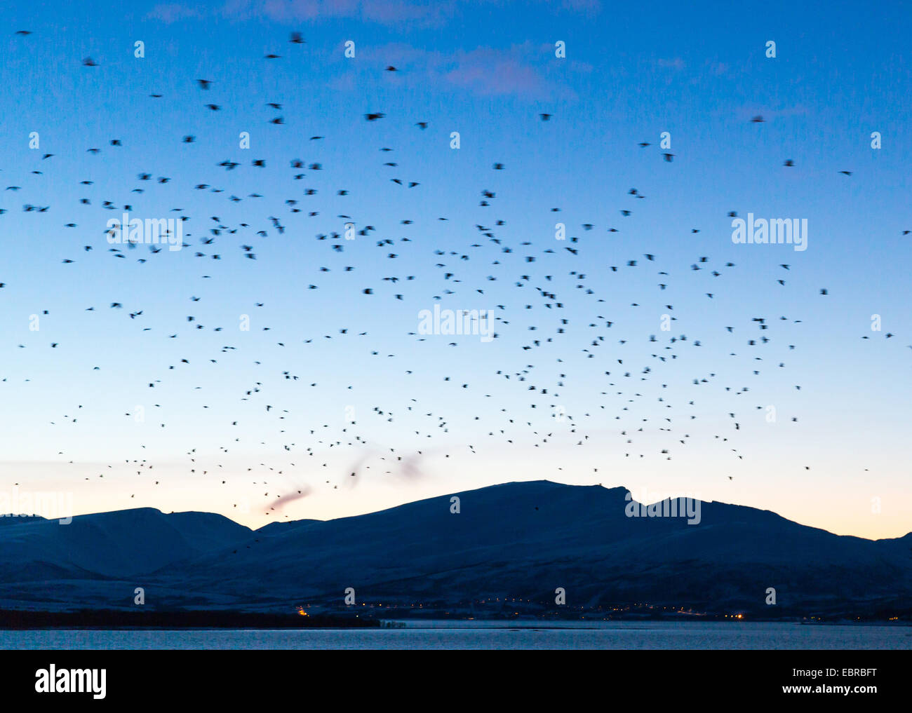Hooded crow (Corvus corone cornix, Corvus cornix), flying flock in the dusk, Norway, Troms, Tromsoe Stock Photo