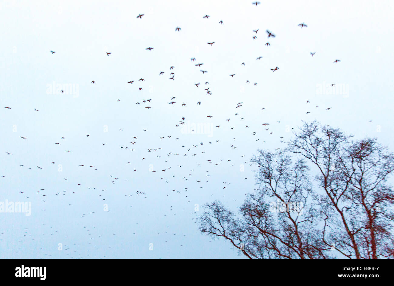 Hooded crow (Corvus corone cornix, Corvus cornix), flying flock in the dusk, Norway, Troms, Tromsoe Stock Photo