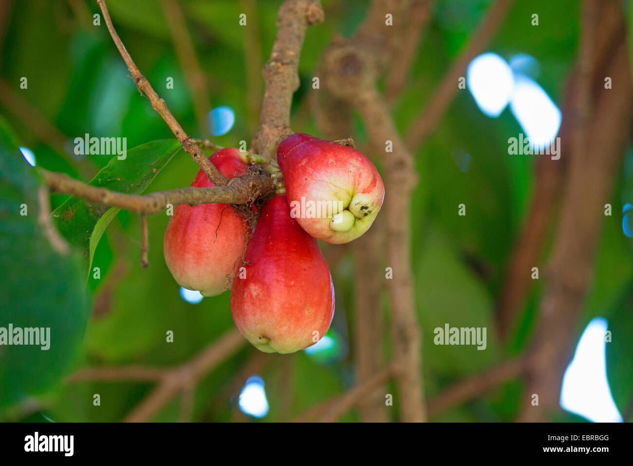 Rose apple (Eugenia javanica), fruits on a tree, Costa Rica Stock Photo