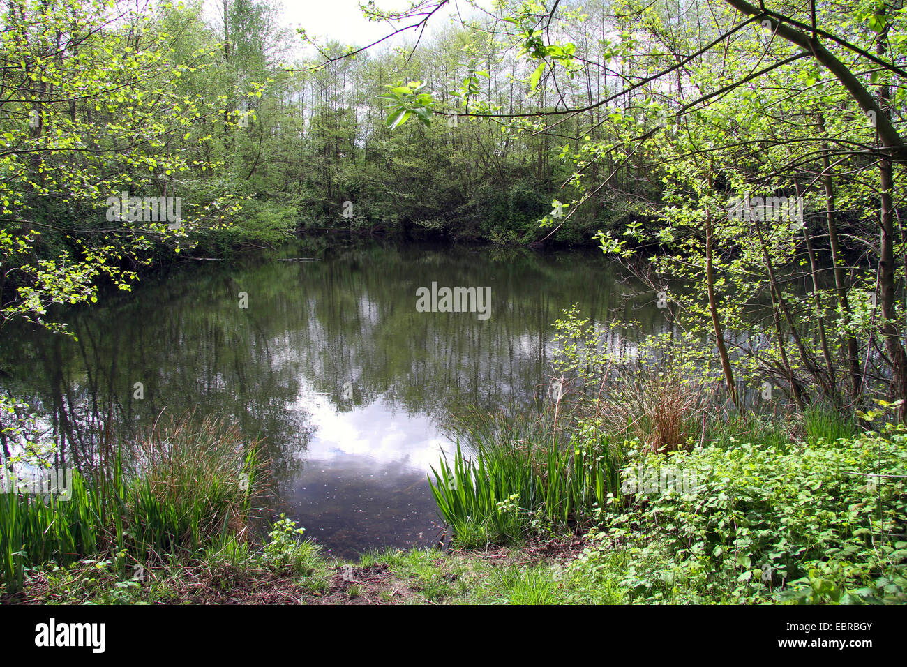 man-made pond in renatured area, Germany Stock Photo