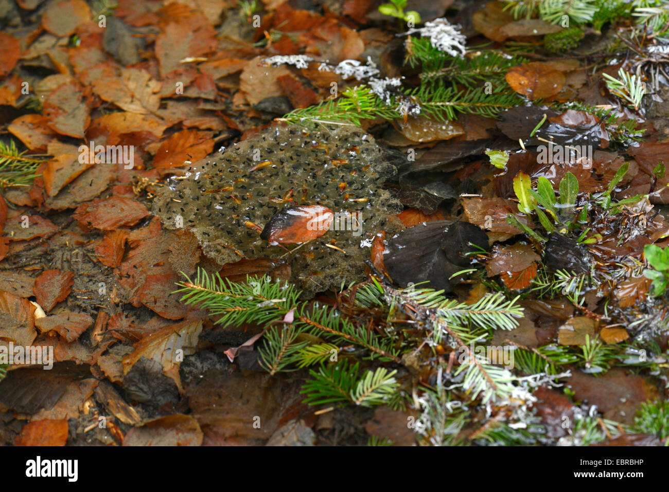 common frog, grass frog (Rana temporaria), frog eggs in clear water, Bulgaria, Rhodope Mountains Stock Photo