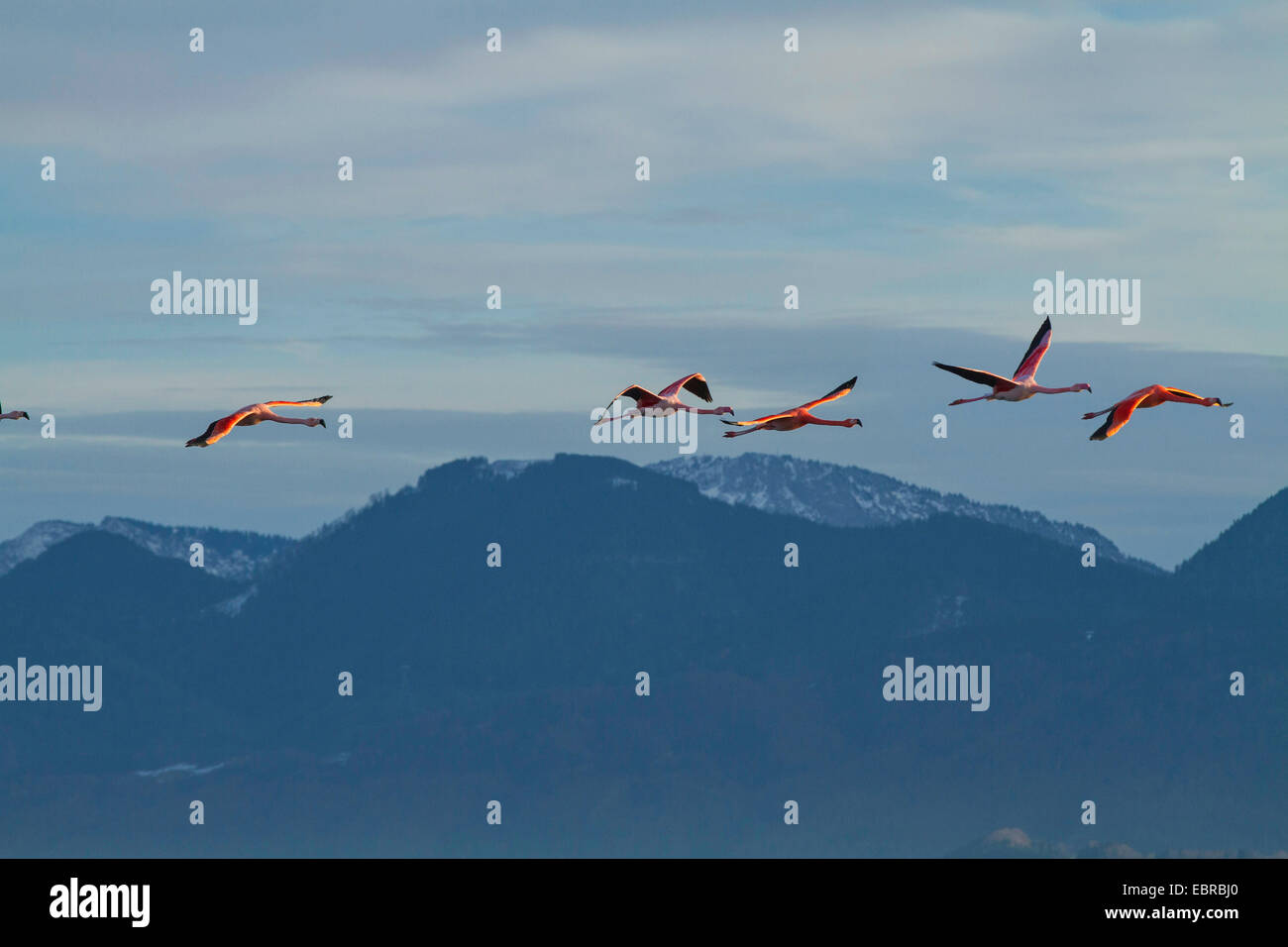 Greater flamingo, American flamingo, Caribbean Flamingo (Phoenicopterus ruber ruber), winter guest, flying in front of alpine panorama, Germany, Bavaria, Lake Chiemsee Stock Photo