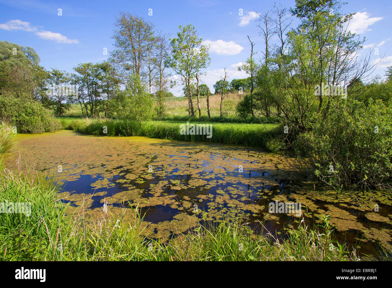 pond in summer, Germany, Schleswig-Holstein Stock Photo