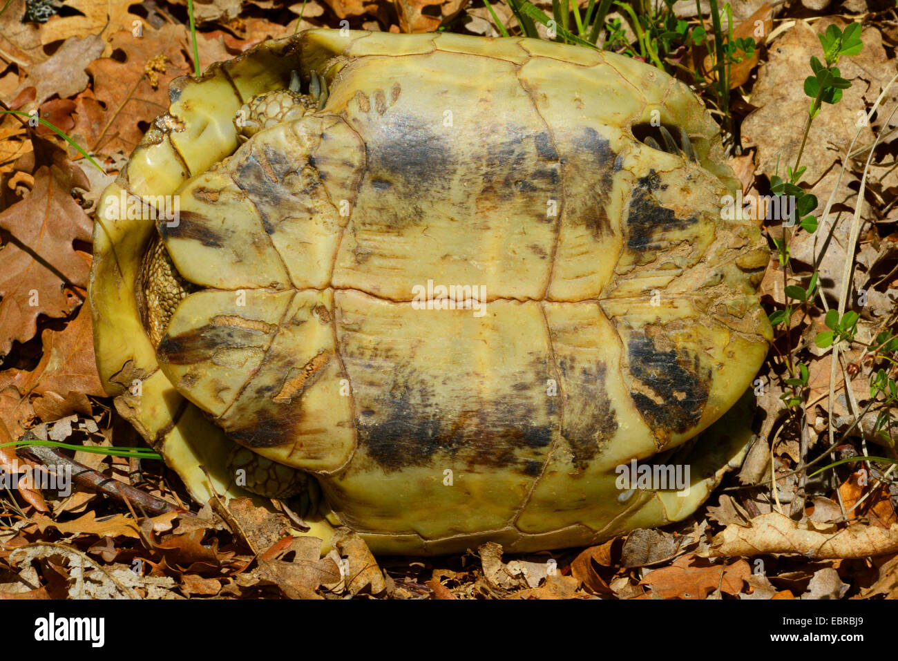 Plastron of a tortoise hi-res stock photography and images - Alamy