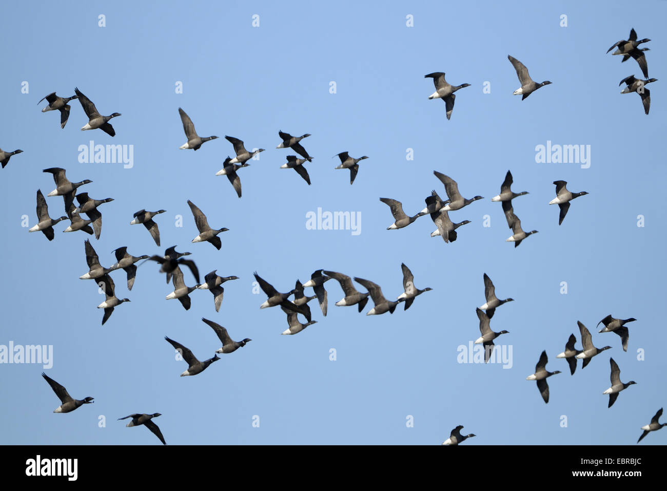 brent goose (Branta bernicla), flock flying, Netherlands, Texel Stock Photo