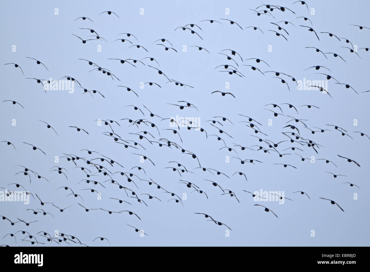 brent goose (Branta bernicla), flock flying, Netherlands, Texel Stock Photo
