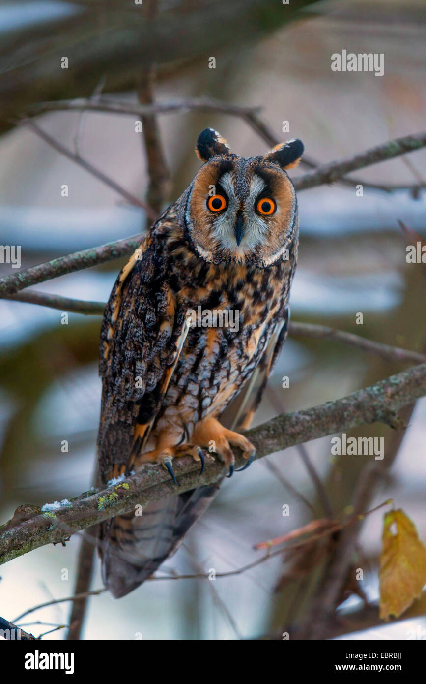 long-eared owl (Asio otus), at sleeping site in winter, Germany, Bavaria Stock Photo