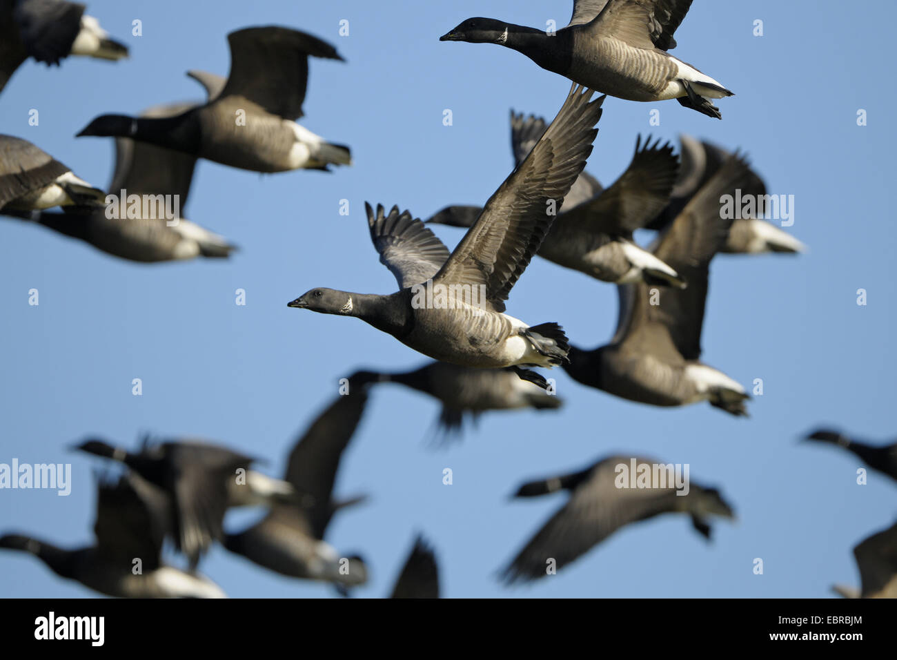 brent goose (Branta bernicla), flying flock, Netherlands, Texel Stock Photo