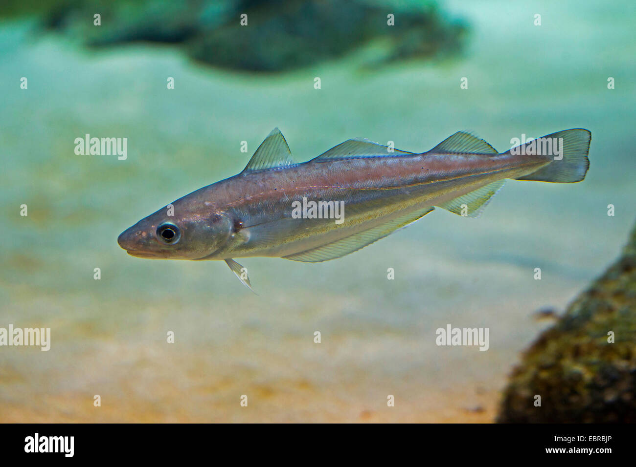 whiting (Merlangius merlangus), swimming Stock Photo