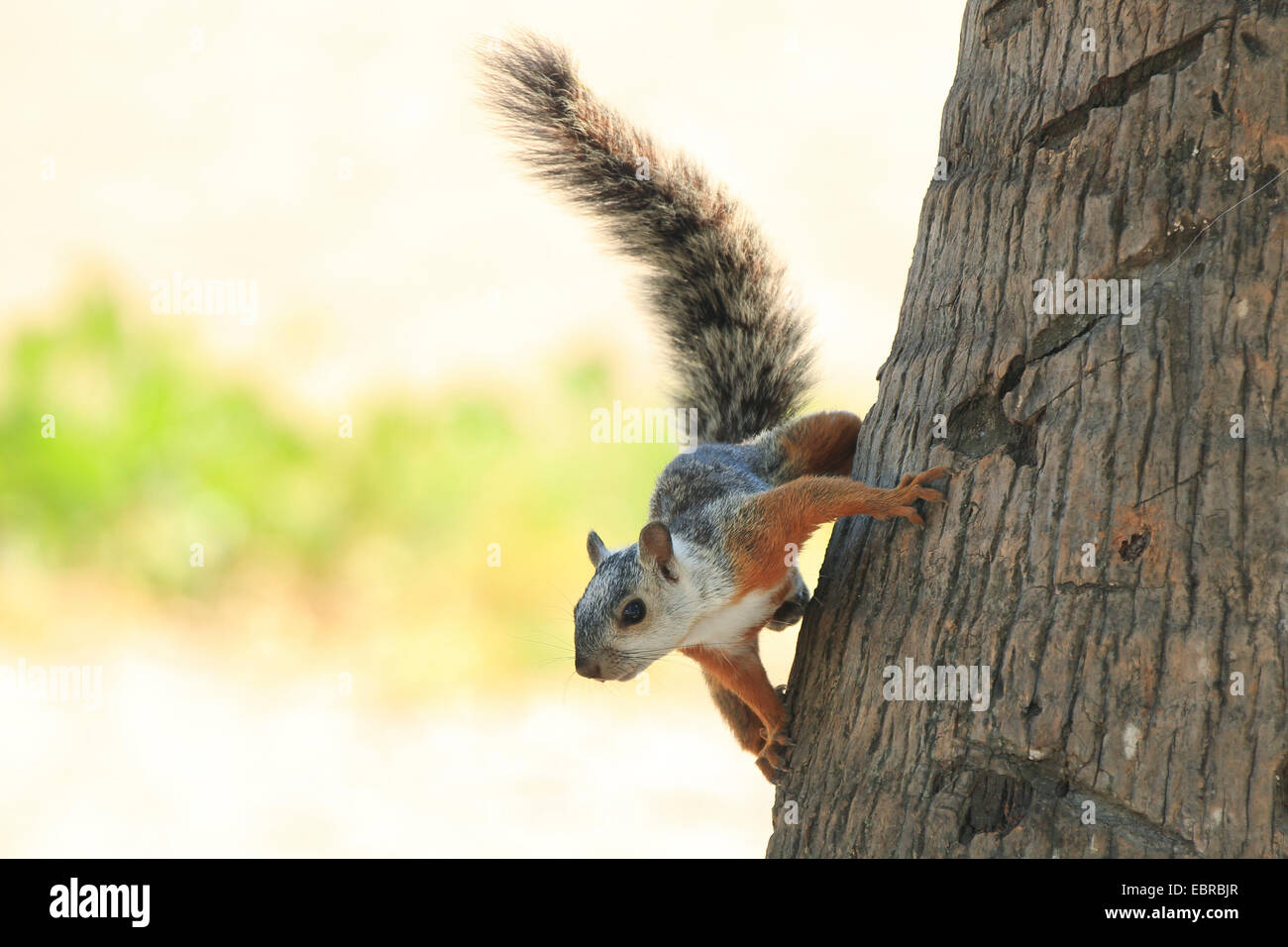 Variegated squirrel (Sciurus variegatoides), on the trunk of a coconut palm, Costa Rica Stock Photo