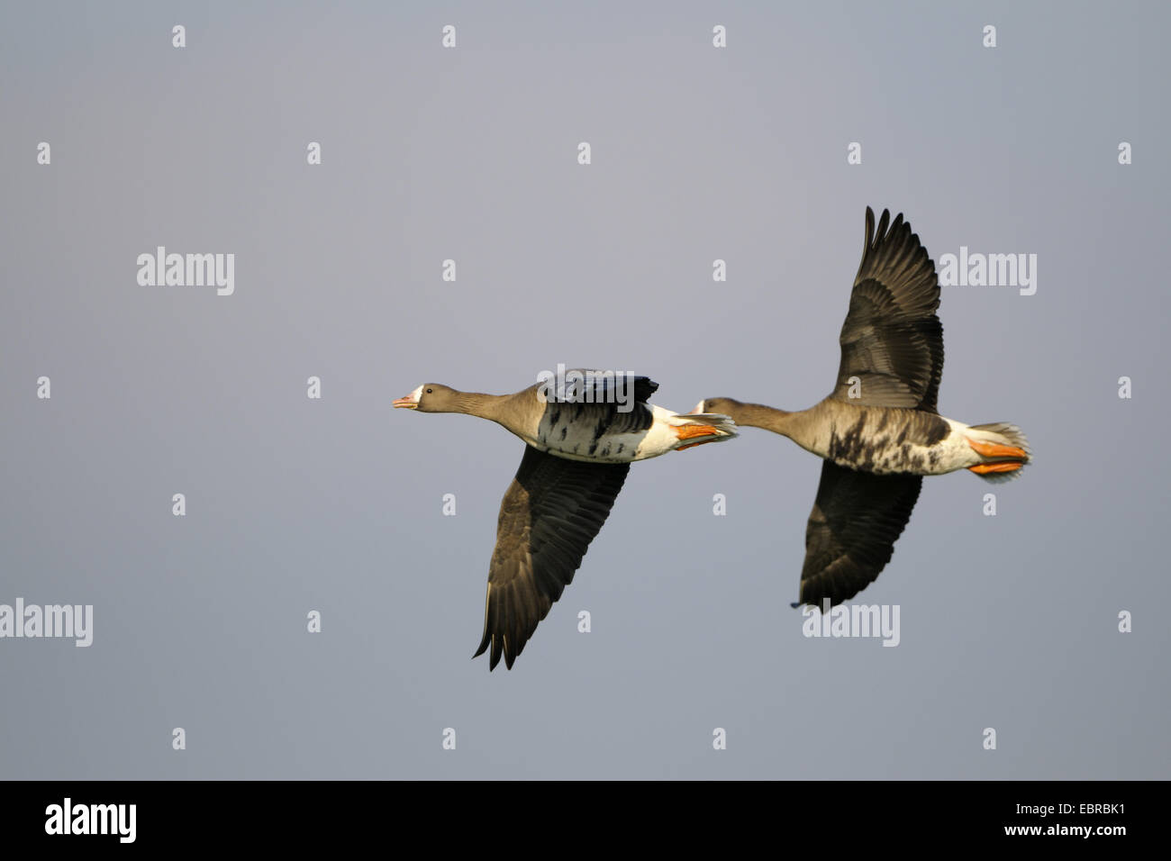 white-fronted goose (Anser albifrons), two wild geese in flight, Germany, North Rhine-Westphalia, Lower Rhine Stock Photo