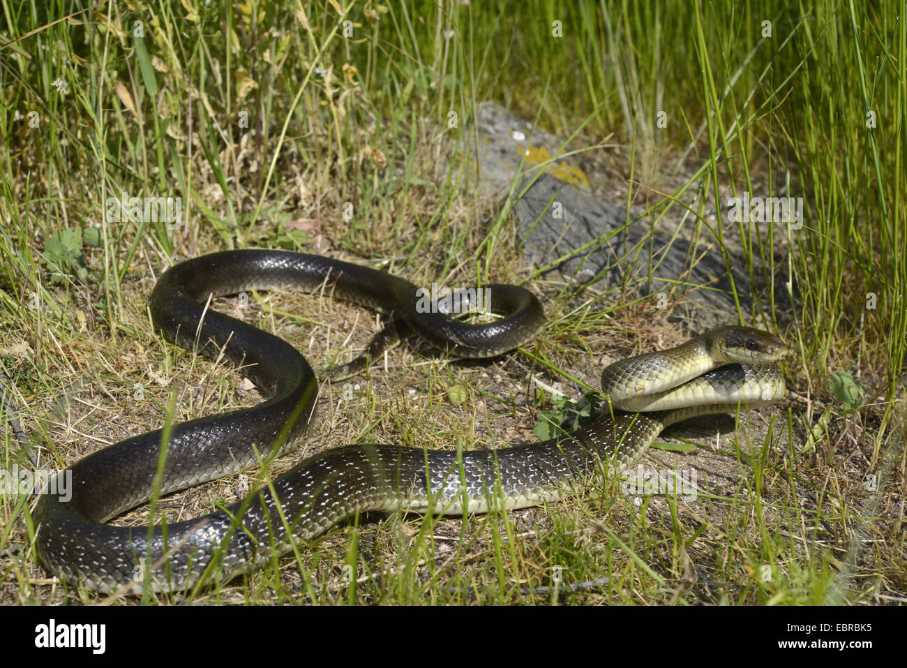 Aesculapian snake (Elaphe longissima, Zamenis longissimus), in defence posture, Bulgaria, Biosphaerenreservat Ropotamo Stock Photo