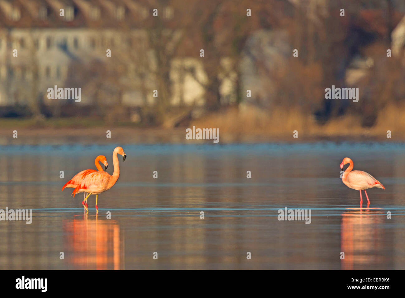 Greater flamingo, American flamingo, Caribbean Flamingo (Phoenicopterus ruber ruber), Greater flamingo and Chilean flamingo stand in a shallow lake, winter guests, Germany, Bavaria, Lake Chiemsee Stock Photo
