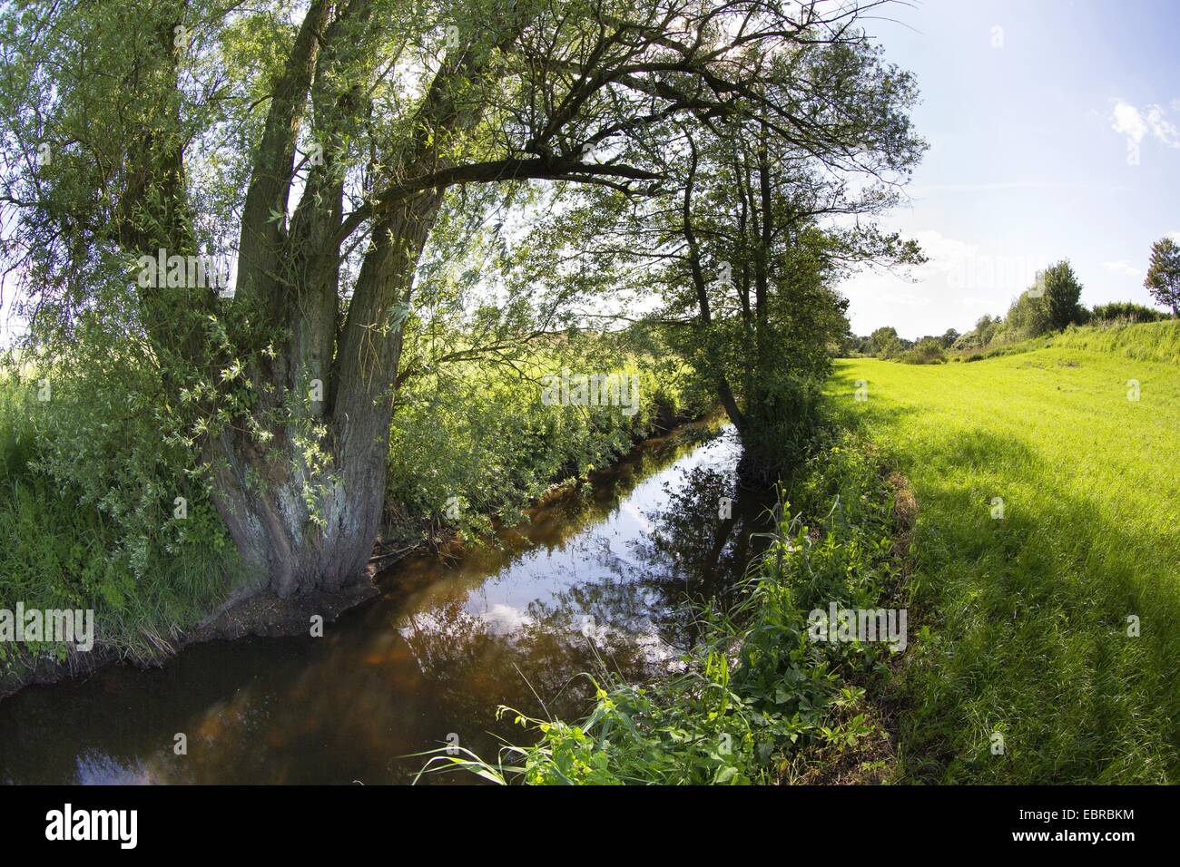 willow, osier (Salix spec.), course of the stream Bille with old willow at the shore, Germany, Schleswig-Holstein Stock Photo