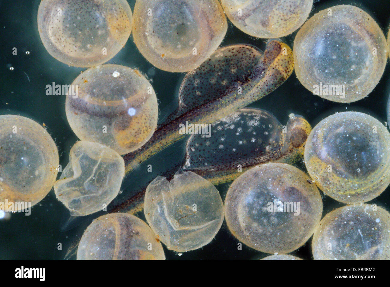 pike, northern pike (Esox lucius), eggs with vivible eyes and newly hatched larvae Stock Photo