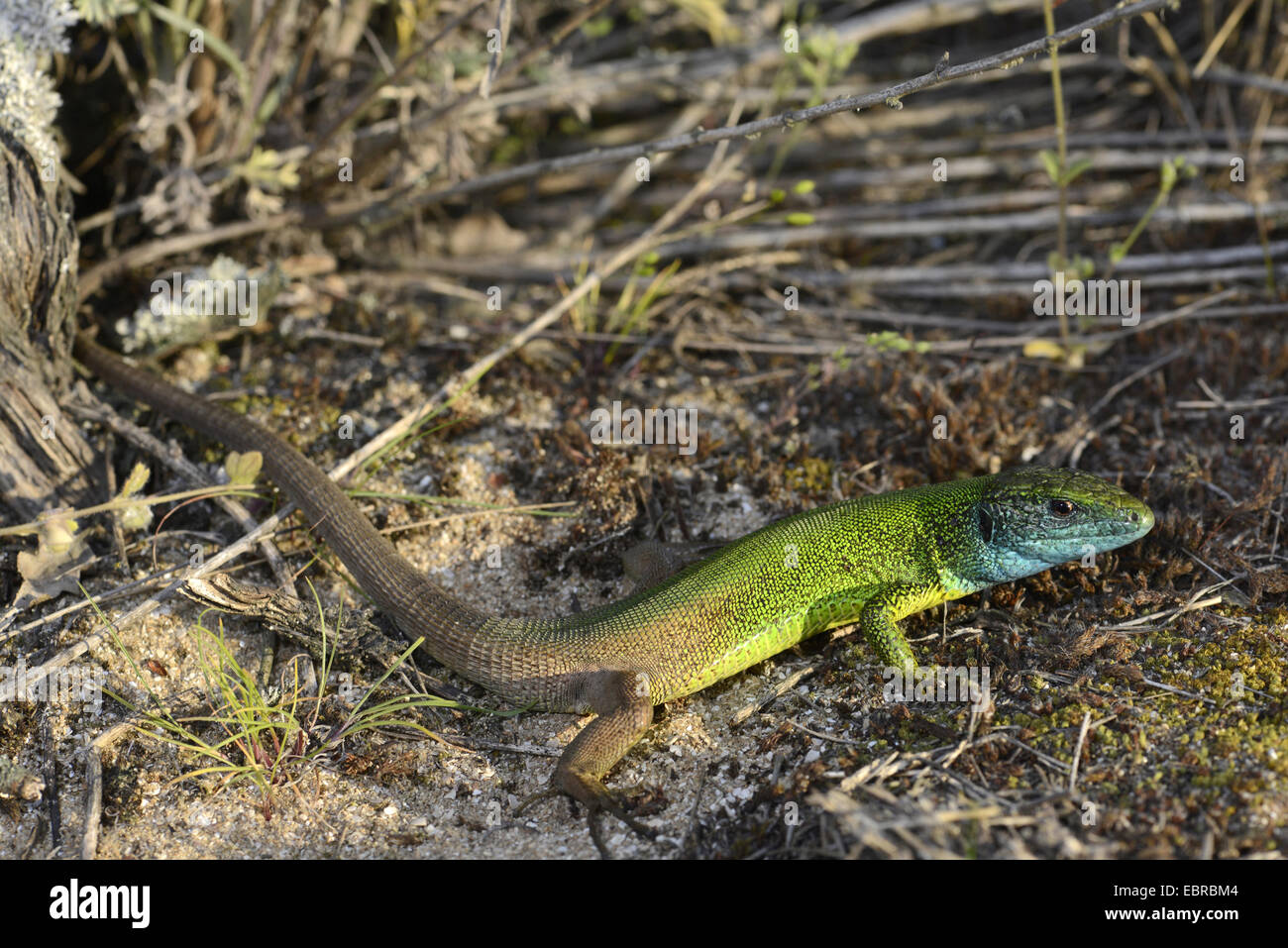 Eastern Green Lizard, European green lizard, Emerald lizard (Lacerta viridis, Lacerta viridis meridionalis), young male, Bulgaria, Biosphaerenreservat Ropotamo Stock Photo