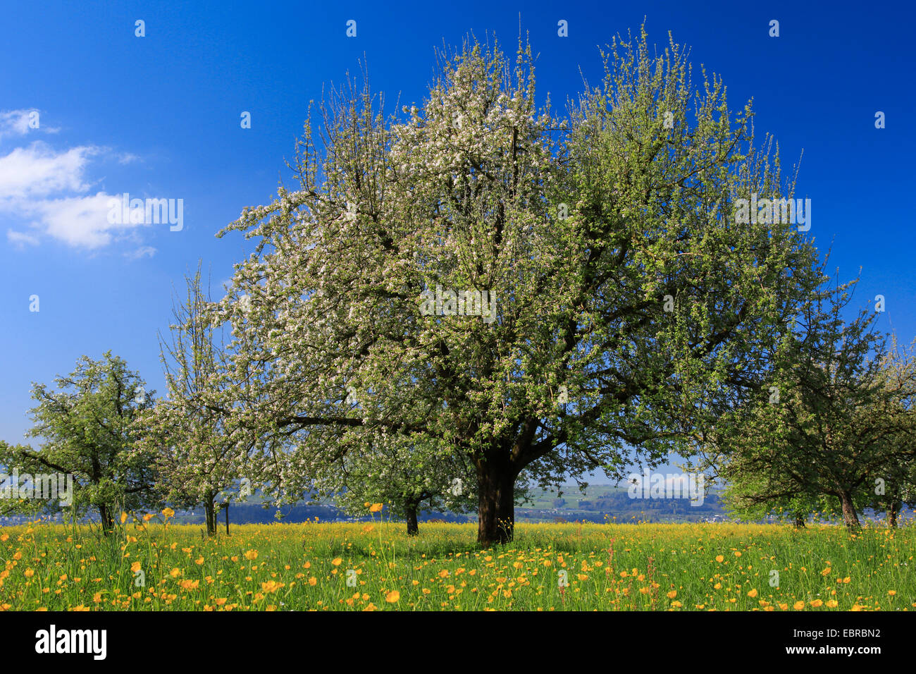 apple tree (Malus domestica), flowering apple trees in spring, Switzerland, Zuercher Oberland Stock Photo