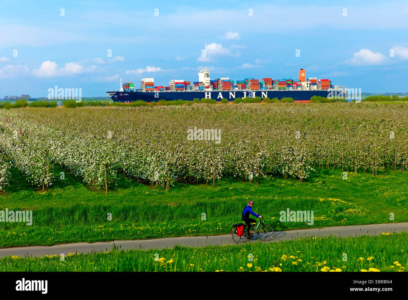 apple tree (Malus domestica), flowering apple trees at the Altes Land near Luehe Gruenendeich, bulk carrier on the Elbe in the background, Germany, Lower Saxony Stock Photo