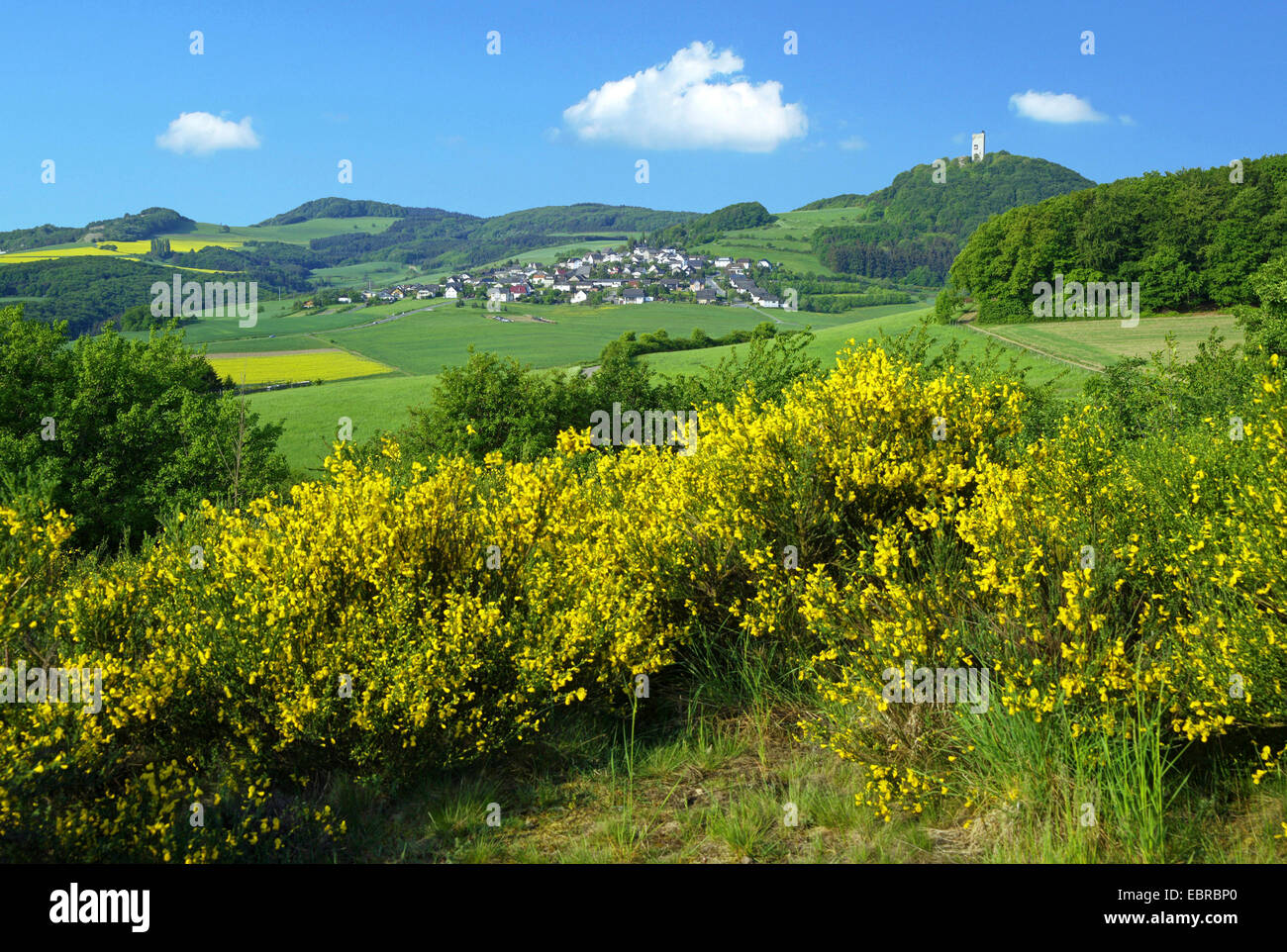 Herbal Picnic Scotch Broom