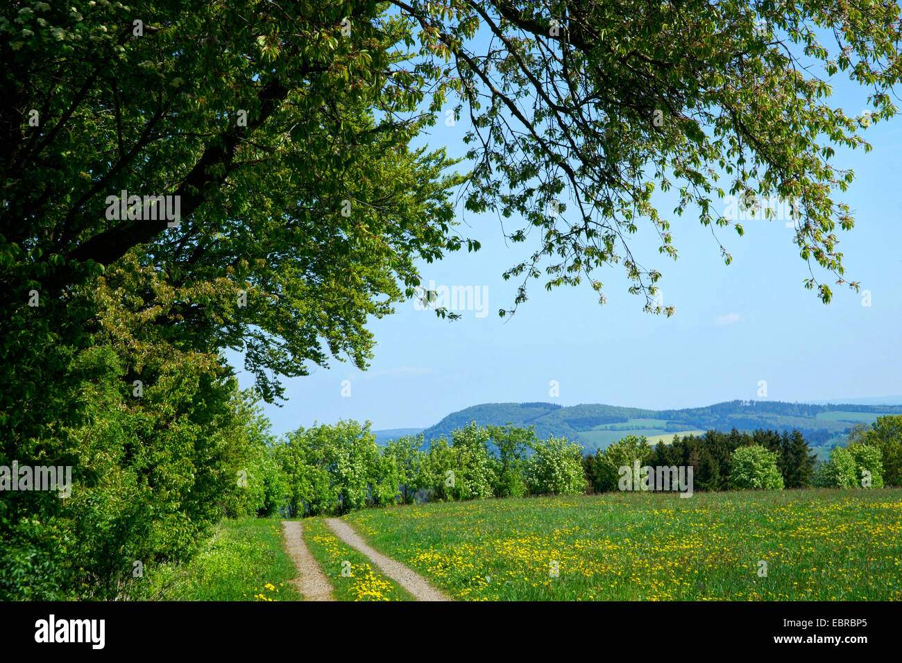 landscape near Boedefeld-Westernboedefeld in spring, Germany, North Rhine-Westphalia, Hochsauerland Stock Photo