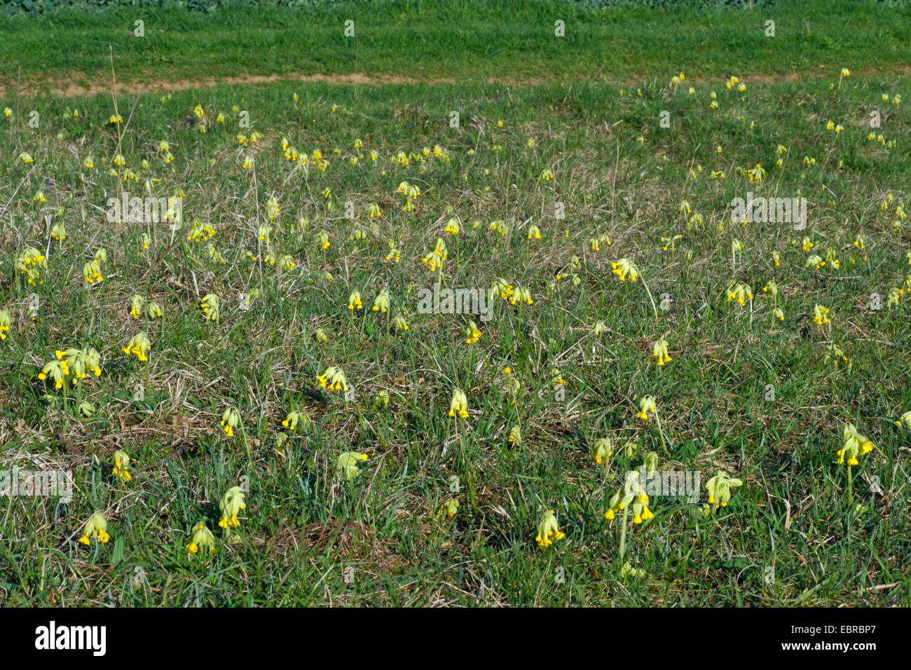 cowslip primrose (Primula veris), blooming in a meadow, Germany, North Rhine-Westphalia, Eifel, Eschweiler Stock Photo