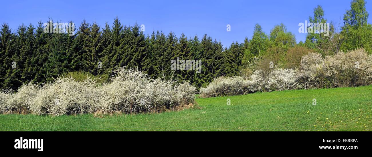 blackthorn, sloe (Prunus spinosa), spring landscape with blooming blackthorns, Germany, Rhineland-Palatinate, Eifel Stock Photo